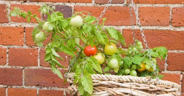 Ампельные помидоры выращивания и ухода за томатами описание сорта